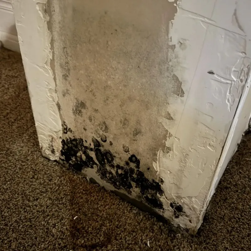 Professional Mold Removal in Huntington, IN